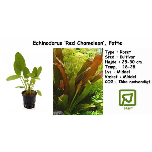 Echinodorus 'Red Chameleon', Potte