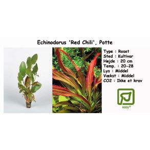 Echinodorus 'Red Chili', Potte