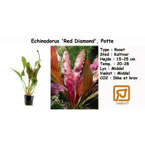 Echinodorus 'Red Diamond', Potte