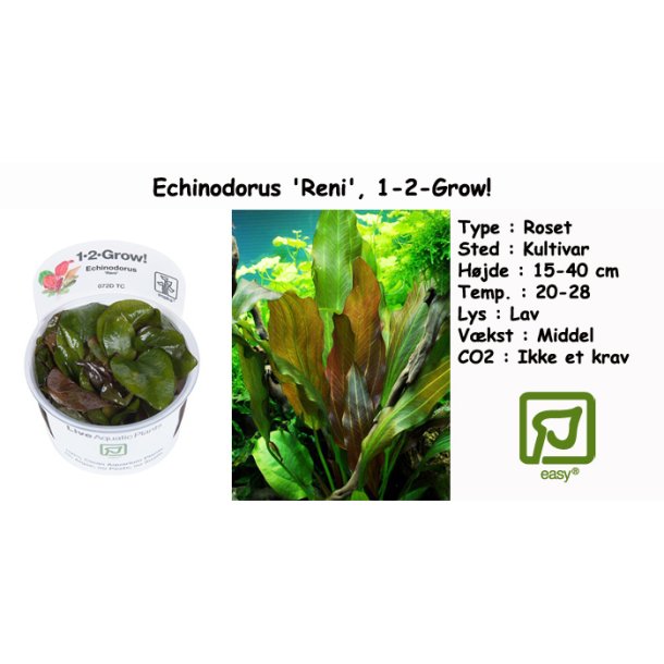 Echinodorus 'Reni', 1-2-Grow! 