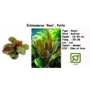 Echinodorus 'Reni', Potte