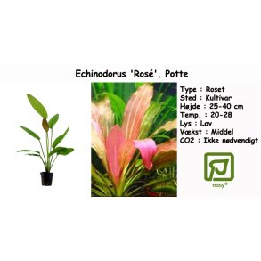 Echinodorus 'Ros�', Potte