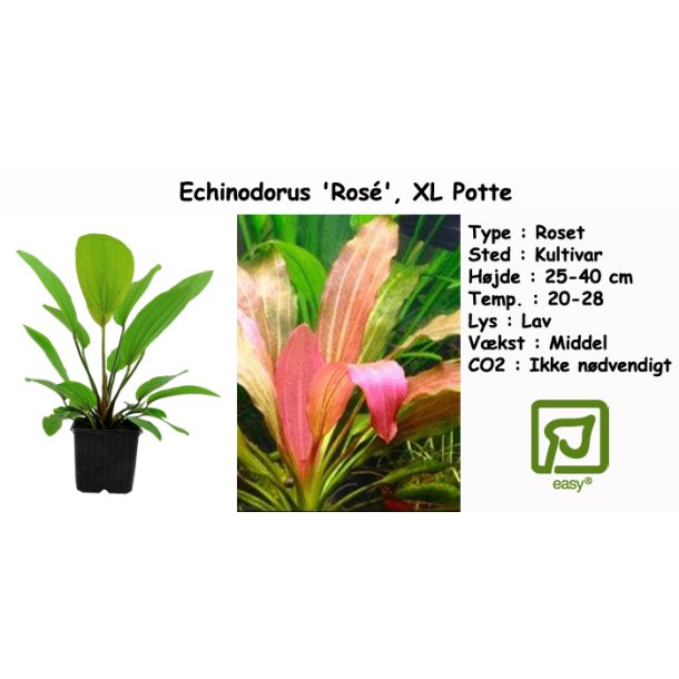 Echinodorus 'Ros', XL Potte