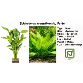 Echinodorus argentinensis, Potte
