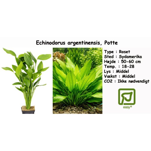 Echinodorus argentinensis, Potte