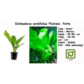 Echinodorus cordifolius 'Fluitans', Potte