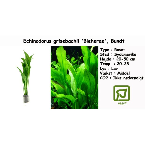 Echinodorus grisebachii 'Bleherae' - Svrdplante, Bundt