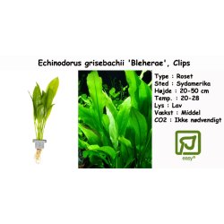 Echinodorus grisebachii 'Bleherae' - Svrdplante, Clips