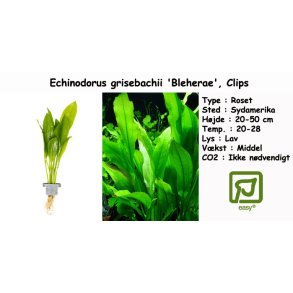 Echinodorus grisebachii 'Bleherae' - Svrdplante, Clips