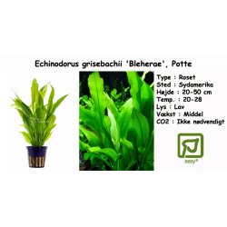 Echinodorus grisebachii 'Bleherae' - Sv�rdplante, Potte