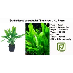 Echinodorus grisebachii 'Bleherae' - Svrdplante, XL Potte