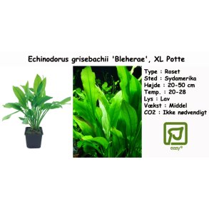 Echinodorus grisebachii 'Bleherae' - Svrdplante, XL Potte