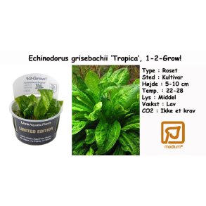 Echinodorus grisebachii 'Tropica', 1-2-Grow!