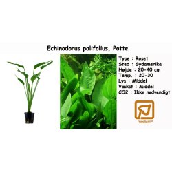 Echinodorus palifolius, Potte