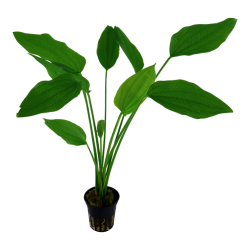 Echinodorus palifolius, Potte