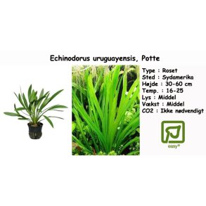 Echinodorus uruguayensis, Potte