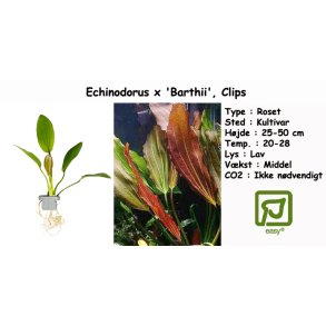 Echinodorus x 'Barthii', Clips