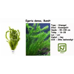 Egeria densa - Vandpest, Bundt