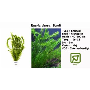 Egeria densa - Vandpest, Bundt