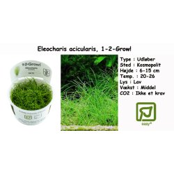 Eleocharis acicularis, 1-2-Grow! 