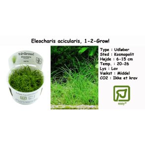 Eleocharis acicularis, 1-2-Grow! 