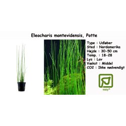 Eleocharis montevidensis, Potte