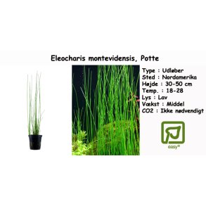 Eleocharis montevidensis, Potte
