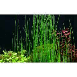Eleocharis montevidensis, Potte