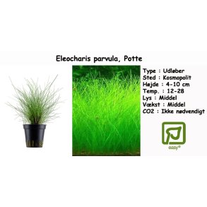 Eleocharis parvula, Potte