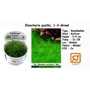 Eleocharis pusilla, 1-2-Grow!