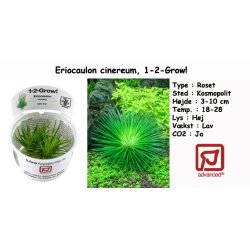 Eriocaulon cinereum, 1-2-Grow! 