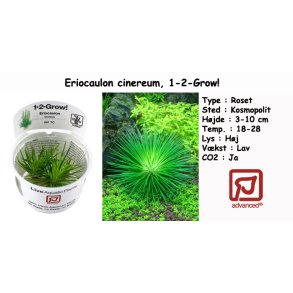 Eriocaulon cinereum, 1-2-Grow! 