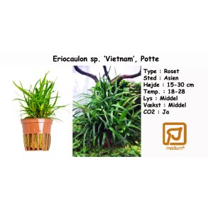 Eriocaulon sp. 'Vietnam', Potte