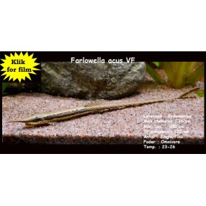 Farlowella acus - Grenmalle VF