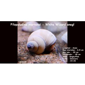 Filopaludina martensi - White Wizard snegl