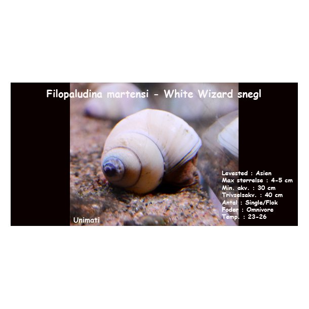Filopaludina martensi - White Wizard snegl