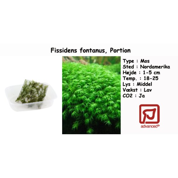 Fissidens fontanus - Mos, Portion