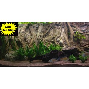 Fusion 720 L med RockZolid Forest Tree baggrund