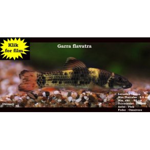 Garra flavatra