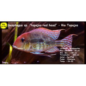 Geophagus sp. 
