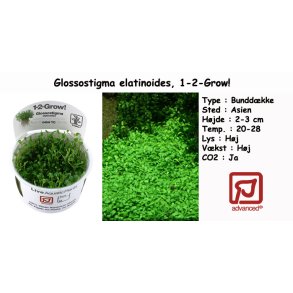Glossostigma elatinoides, 1-2-Grow! 