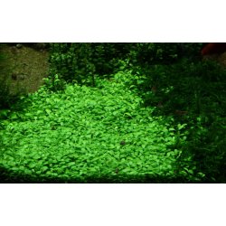 Glossostigma elatinoides, 1-2-Grow! 
