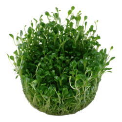 Glossostigma elatinoides, 1-2-Grow! 