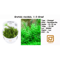 Gratiola viscidula, 1-2-Grow! 