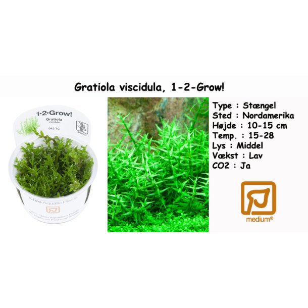 Gratiola viscidula, 1-2-Grow! 