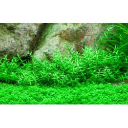Gratiola viscidula, 1-2-Grow! 