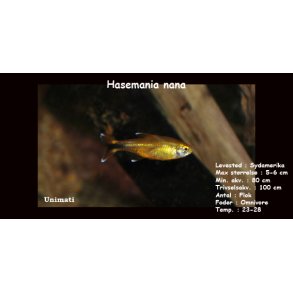 Hasemania nana - Kobbertetra
