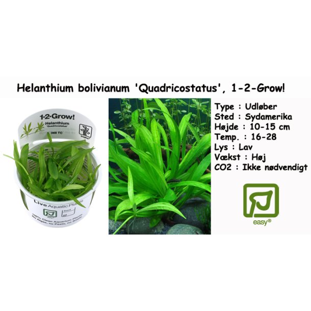 Helanthium bolivianum 'Quadricostatus', 1-2-Grow! 