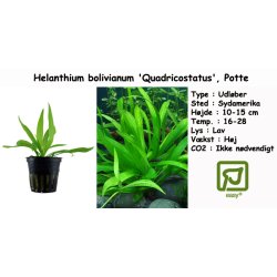 Helanthium bolivianum 'Quadricostatus', Potte