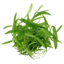 Helanthium bolivianum 'Quadricostatus', 1-2-Grow! 